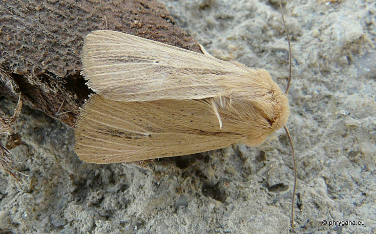 Mythimna (Prodigithymna) prominens (Walker 1956)