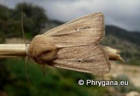 Mythimna (Prodigithymna) prominens (Walker 1956)