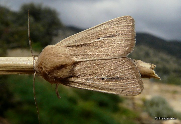 Mythimna (Prodigithymna) prominens (Walker 1956)