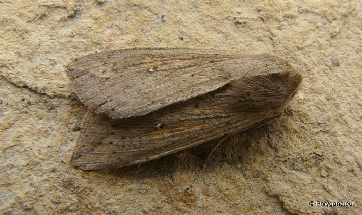 Mythimna (Pseudaletia) unipuncta (Haworth 1809)