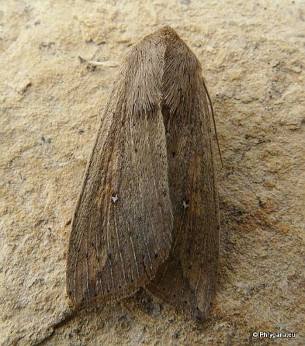 Mythimna (Pseudaletia) unipuncta (Haworth 1809)