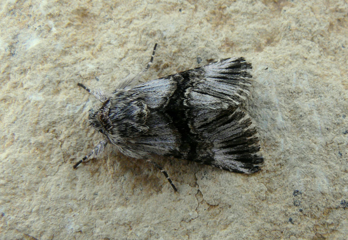 Omphalophana anatolica  (Lederer 1857)