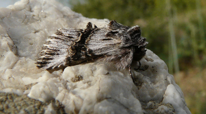 Omphalophana anatolica  (Lederer 1857)