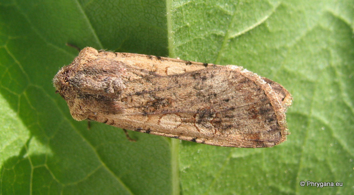 Peridroma saucia (Hubner 1808)