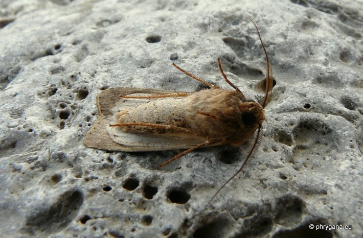 Peridroma saucia (Hubner 1808)