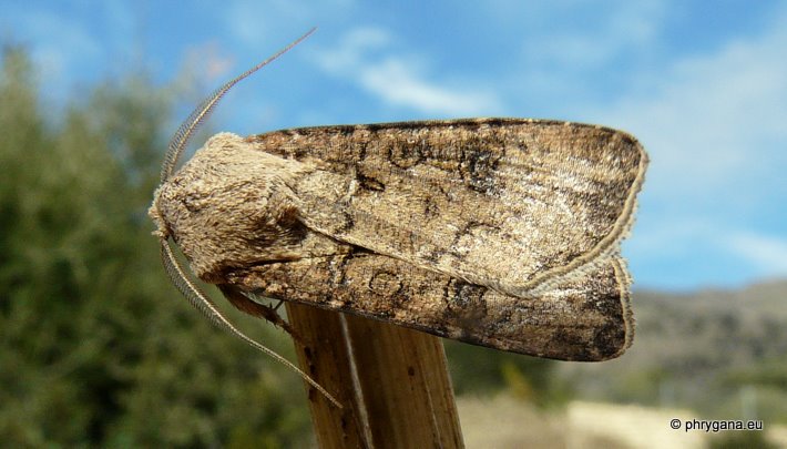 Peridroma saucia (Hubner 1808)