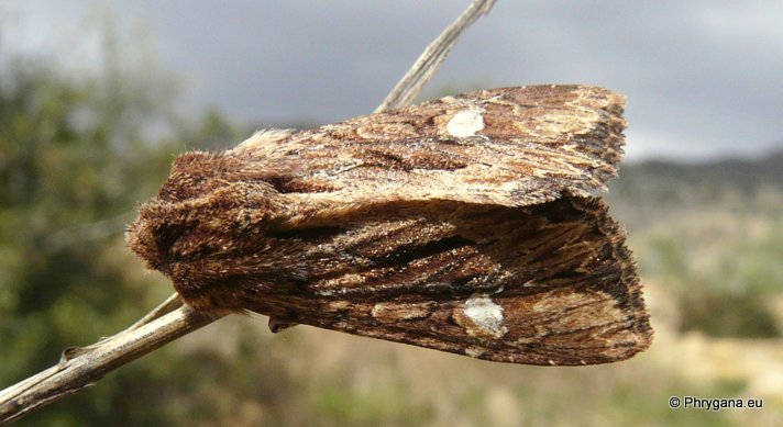 Polymixis (Parabrachionycha) leuconota (Frivaldsky 1841)