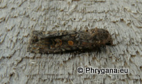 Spodoptera exigua (Hubner 1808)