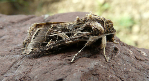 Spodoptera littoralis (Boisduval 1833)