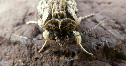 Spodoptera littoralis (Boisduval 1833)