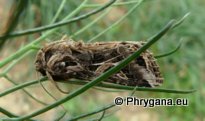 Spodoptera littoralis (Boisduval 1833)