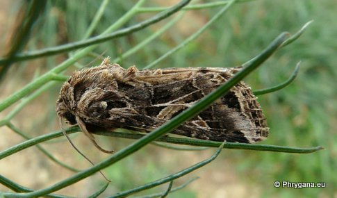 Spodoptera littoralis (Boisduval 1833)