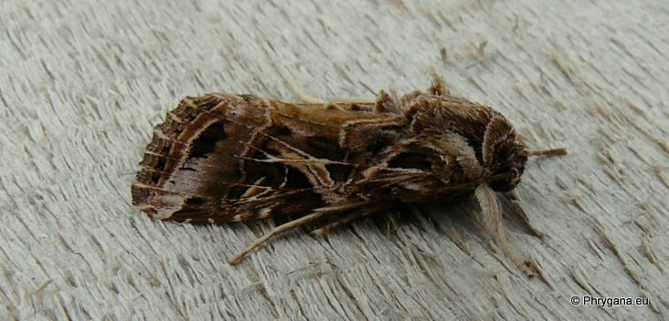 Spodoptera littoralis (Boisduval 1833)