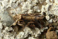 Spodoptera littoralis (Boisduval 1833)