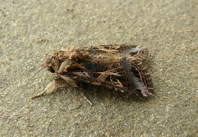 Spodoptera littoralis (Boisduval 1833)