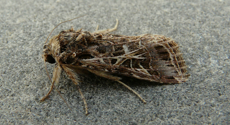 Spodoptera littoralis (Boisduval 1833)