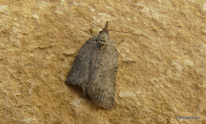 Nycteola columbana (Tuner 1925)