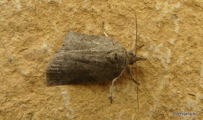 Nycteola columbana (Tuner 1925)