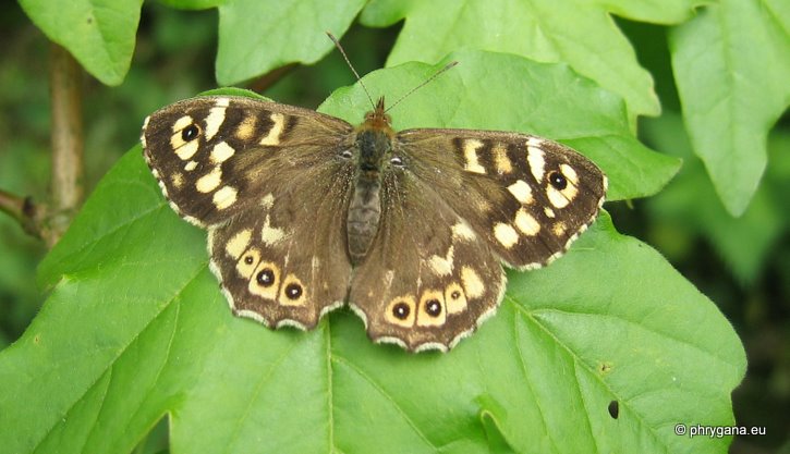 Pararge aegeria (Linnaeus 1758)