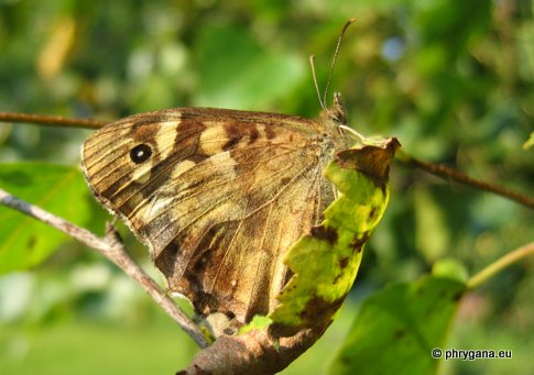 Pararge aegeria (Linnaeus 1758)