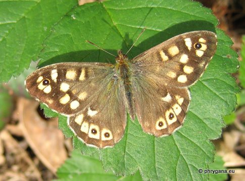 Pararge aegeria (Linnaeus 1758)