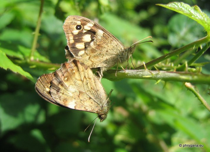 Pararge aegeria (Linnaeus 1758)