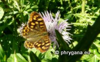 Pararge aegeria (Linnaeus 1758)