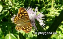 Pararge aegeria (Linnaeus 1758)