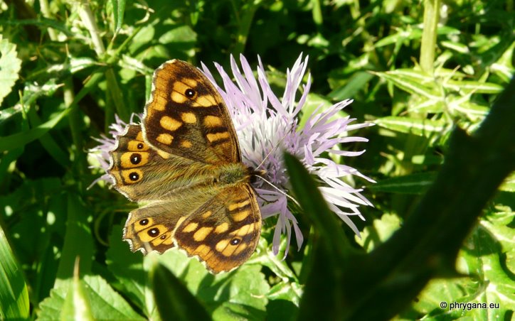 Pararge aegeria (Linnaeus 1758)