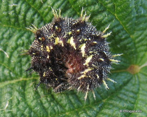 Vanessa atalanta (Linnaeus 1758)