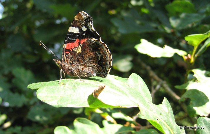 Vanessa atalanta (Linnaeus 1758)