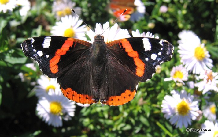 Vanessa atalanta (Linnaeus 1758)