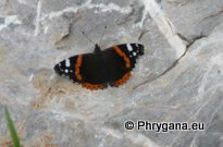 Vanessa atalanta (Linnaeus 1758)