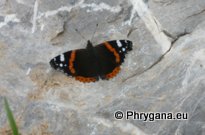 Vanessa atalanta (Linnaeus 1758)