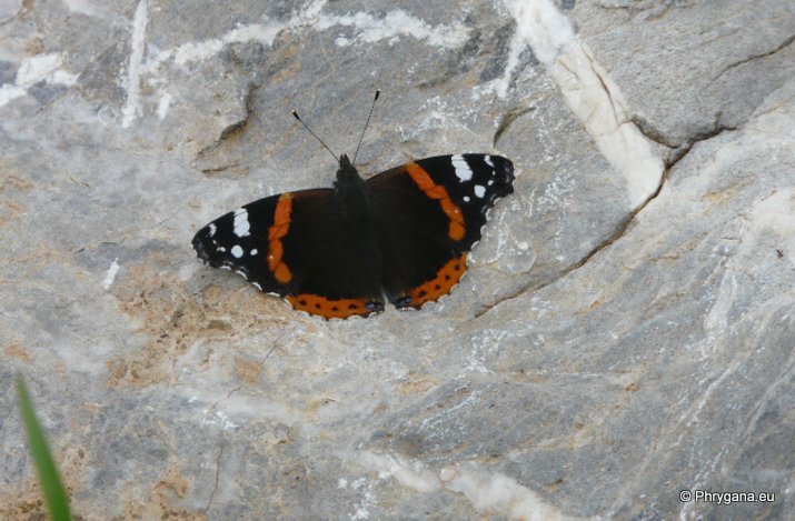 Vanessa atalanta (Linnaeus 1758)