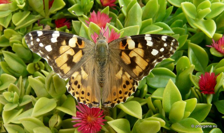 Vanessa cardui (Linnaeus 1758)