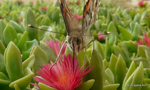 Vanessa cardui (Linnaeus 1758)