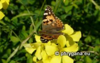 Vanessa cardui (Linnaeus 1758)