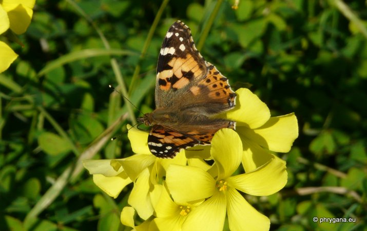 Vanessa cardui (Linnaeus 1758)