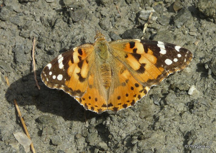 Vanessa cardui (Linnaeus 1758)