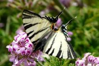 Iphiclides podalirius podalirius (Linnaeus 1758)