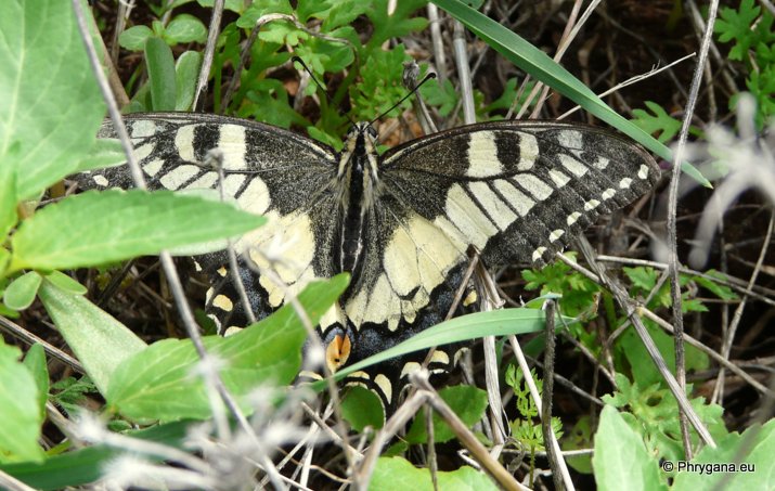 Papilio machaon Linnaeus 1758