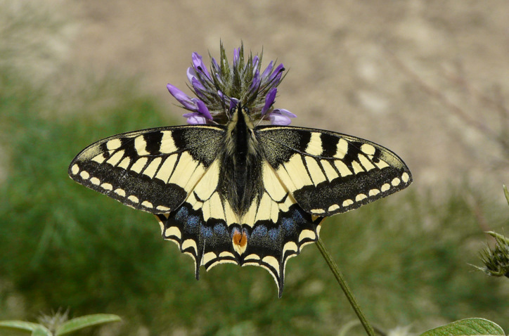 Papilio machaon Linnaeus 1758