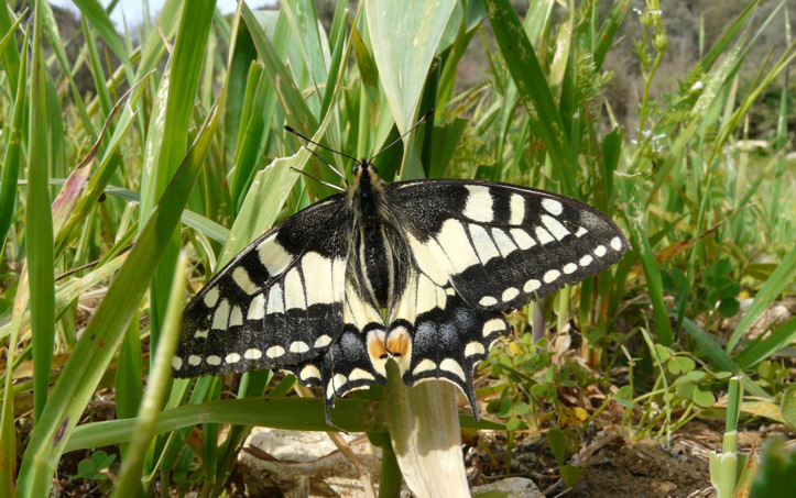 Papilio machaon Linnaeus 1758
