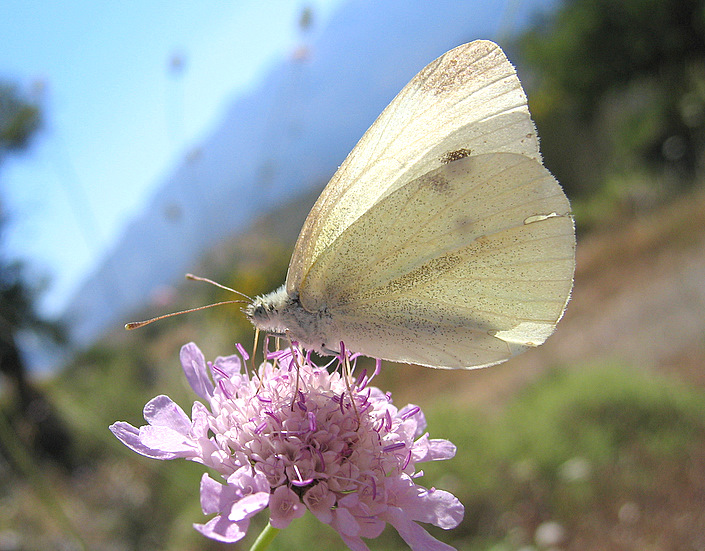 Pieris ergane (Geyer 1828)