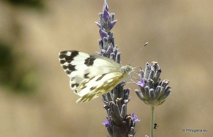 Pontia edusa (Fabricius 1777)