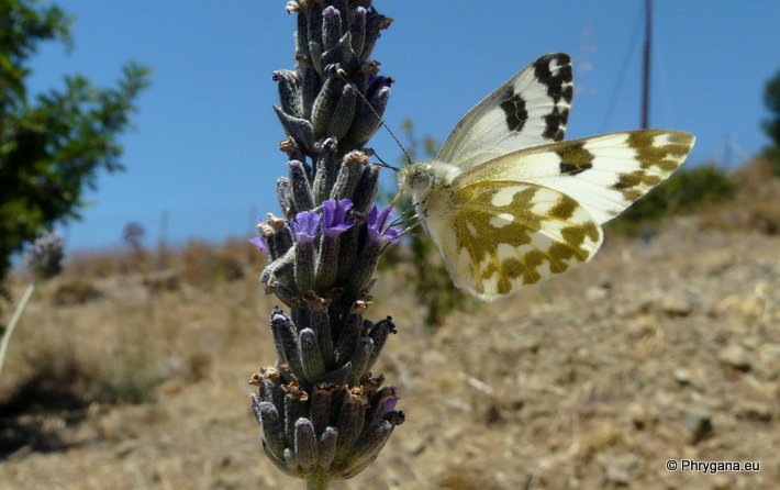 Pontia edusa (Fabricius 1777)