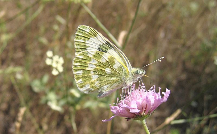 Pontia edusa (Fabricius 1777)