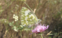 Pontia edusa (Fabricius 1777)