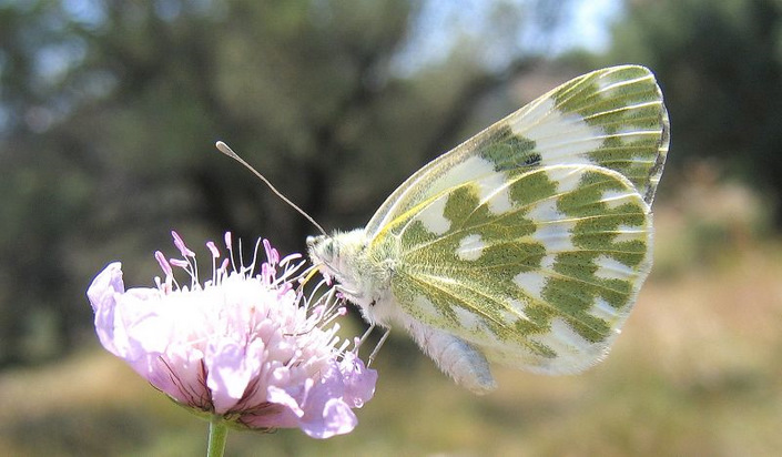 Pontia edusa (Fabricius 1777)